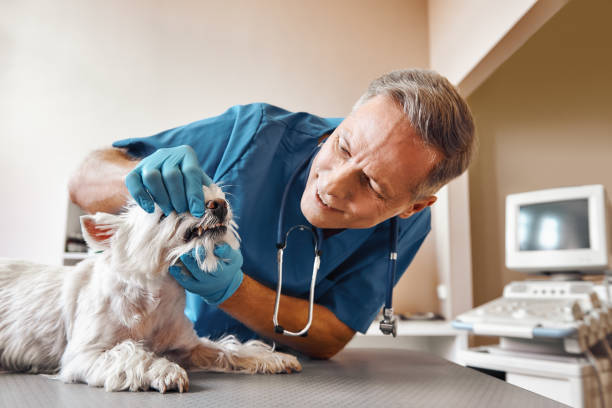 Best 24-Hour Emergency Dental Care in Ilchester, MD